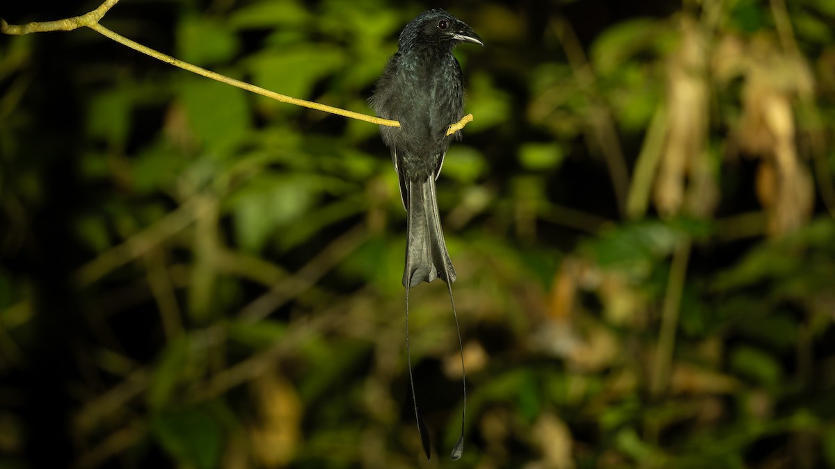 Drongo à raquettes - ML644230125
