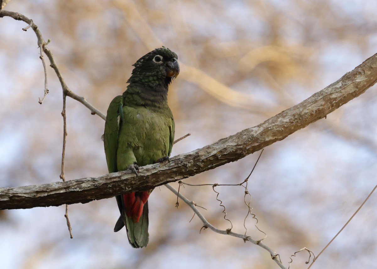 Loro Choclero - ML644230133