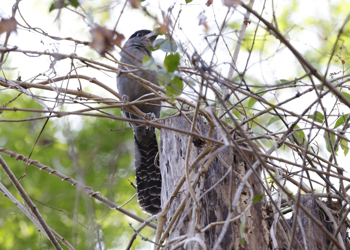 Batará Gigante - ML644230167