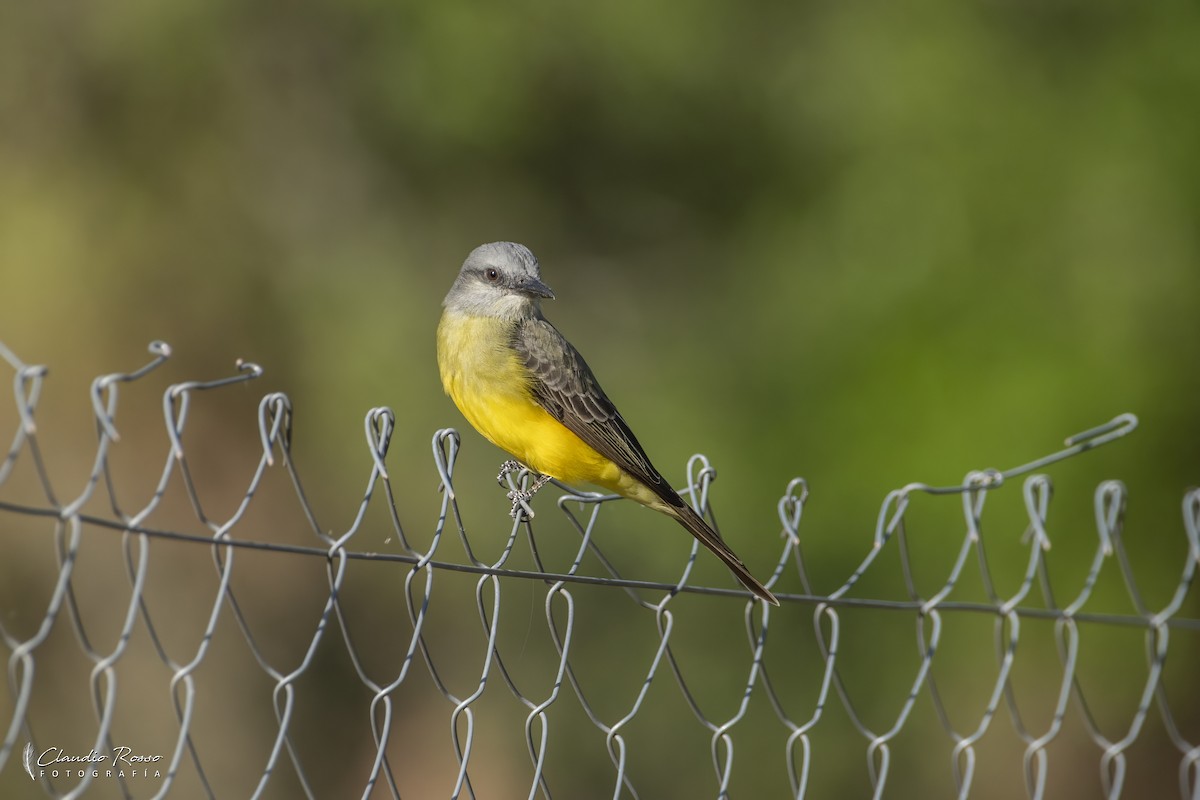 White-rumped Swallow - ML644230168