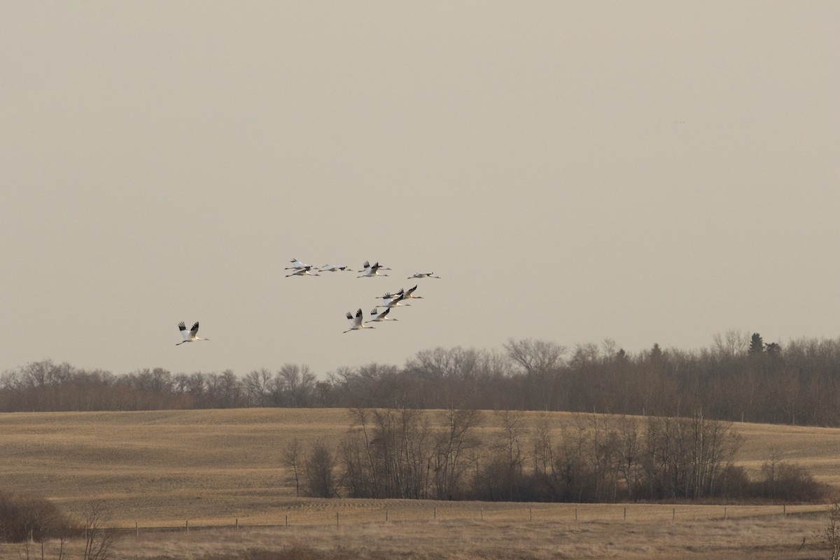 Kurrilo zuria - ML644230171