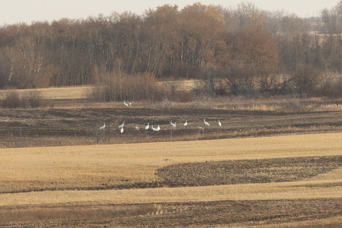 Kurrilo zuria - ML644230172