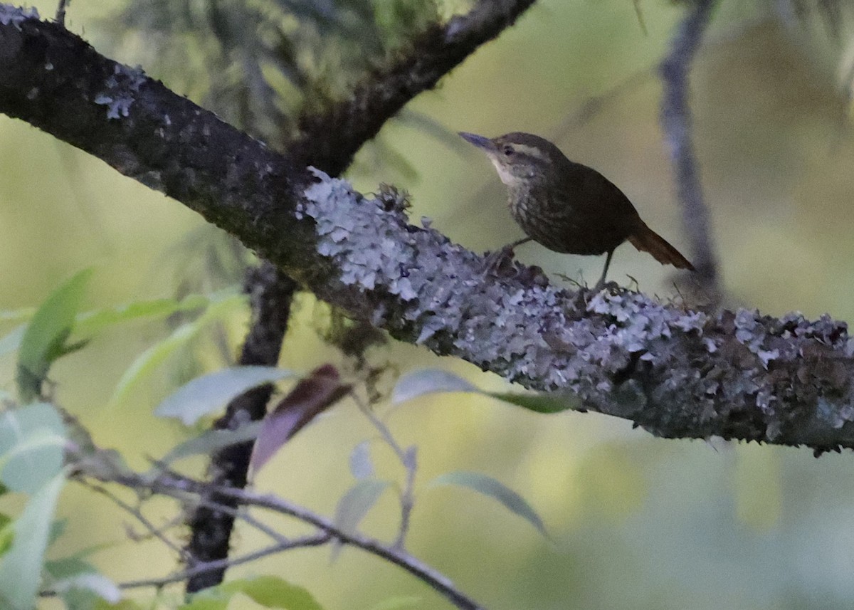 Buff-browed Foliage-gleaner - ML644230191
