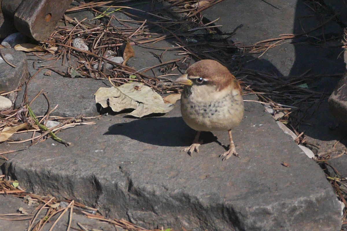 Passera d'Italia - ML644230193