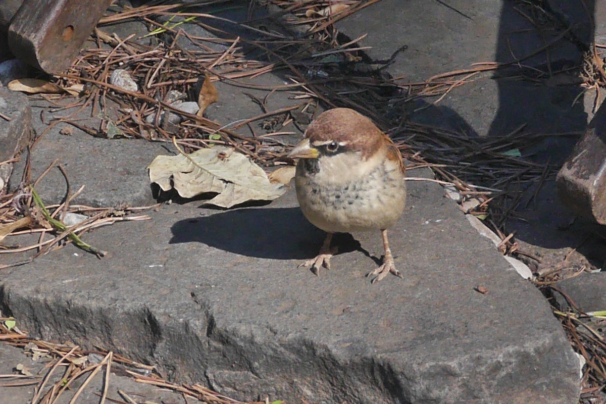 Passera d'Italia - ML644230194