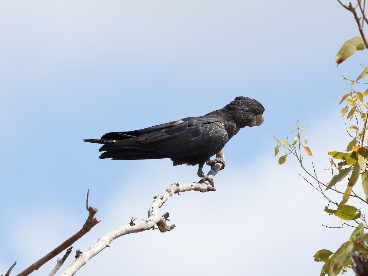 kakadu havraní - ML644230196