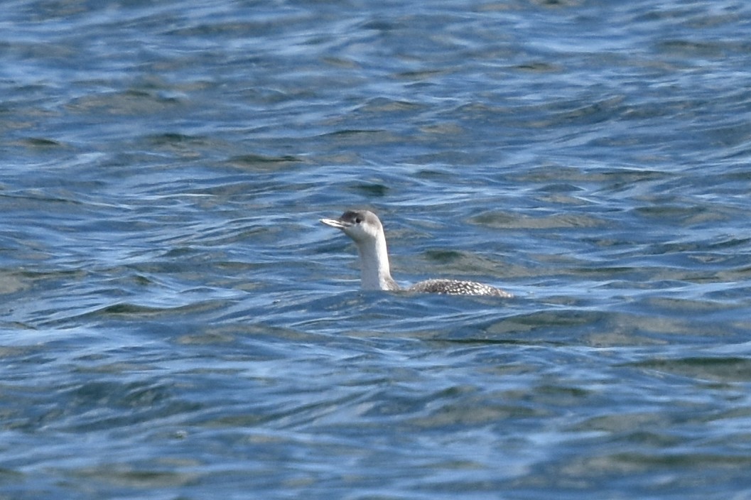 Red-throated Loon - ML644230202