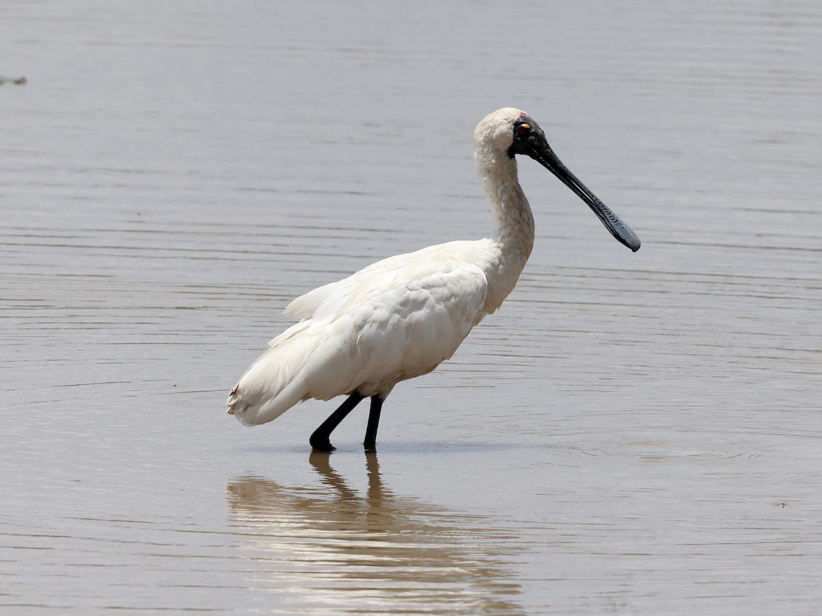 kolpík královský - ML644230209