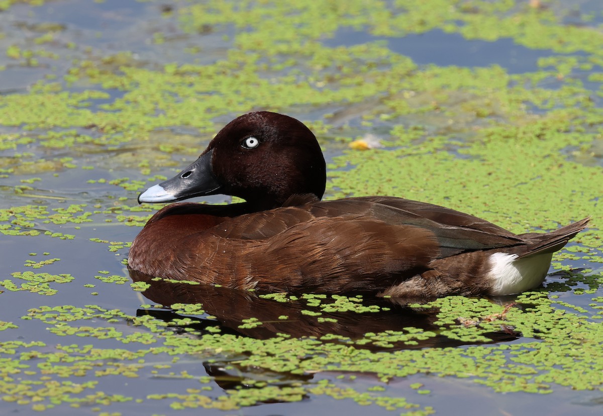 Hardhead - ML644230215