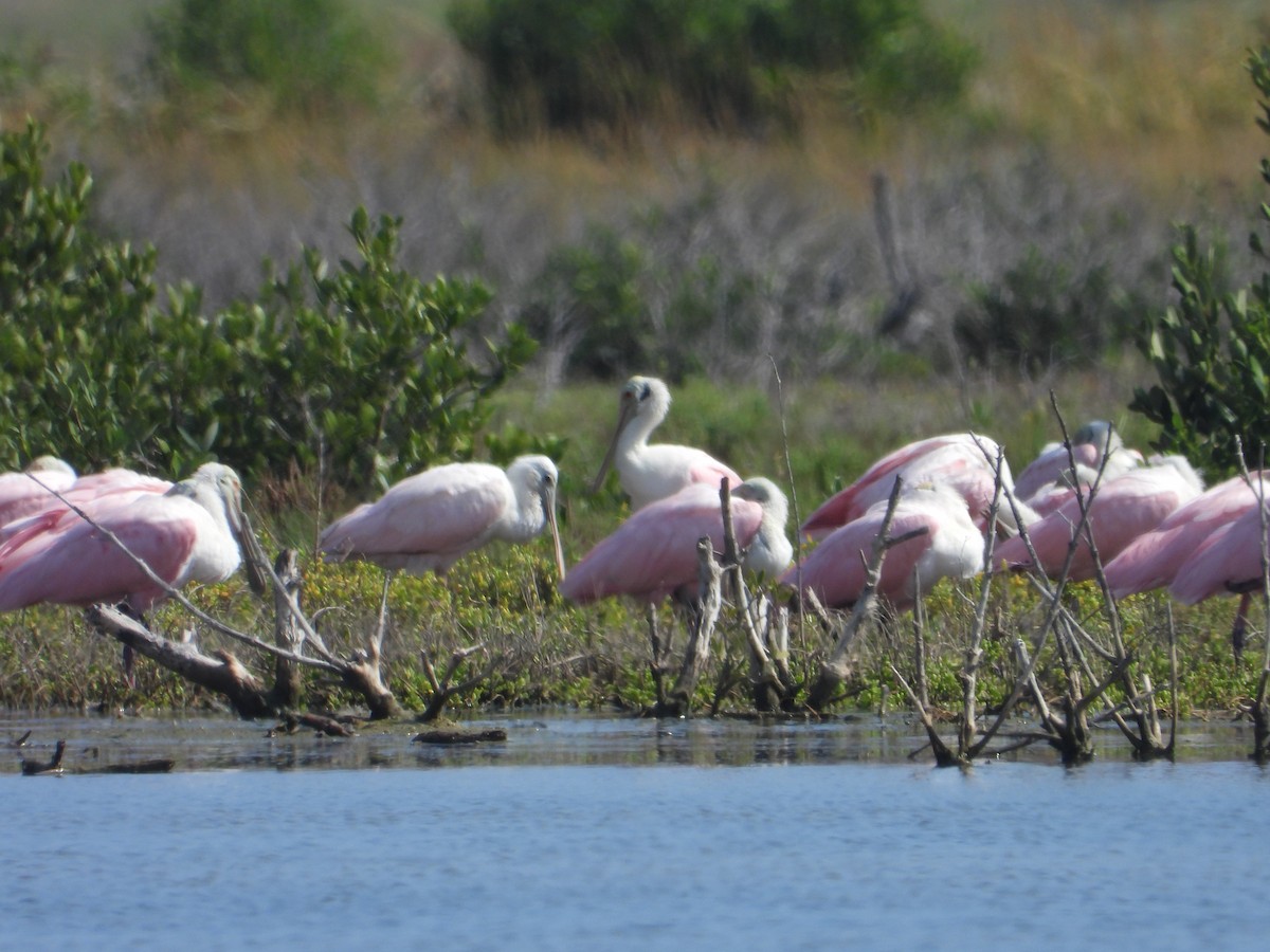 Roseate Spoonbill - ML644230220