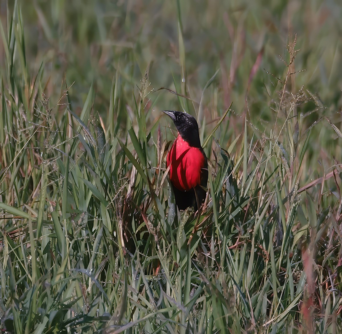 Red-breasted Meadowlark - ML644230228
