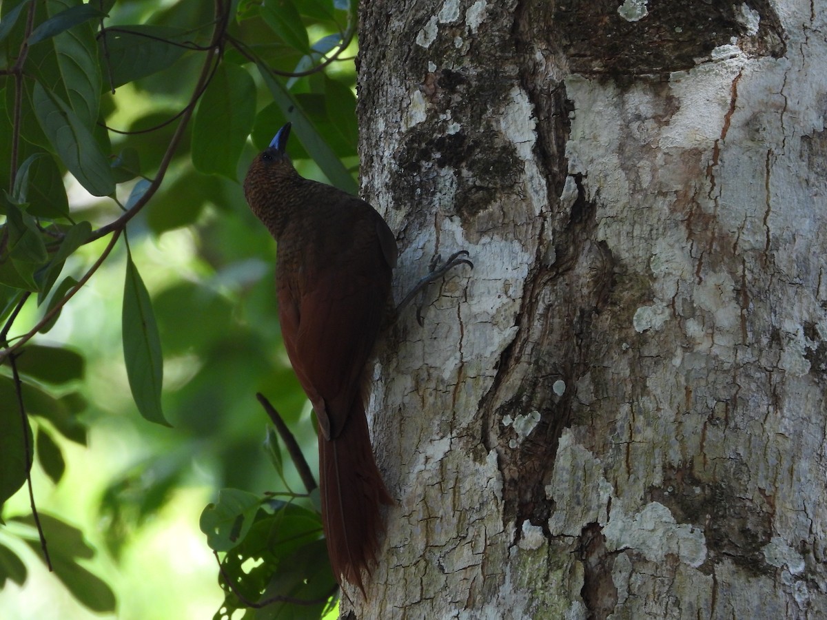 Northern Barred-Woodcreeper - ML644230279