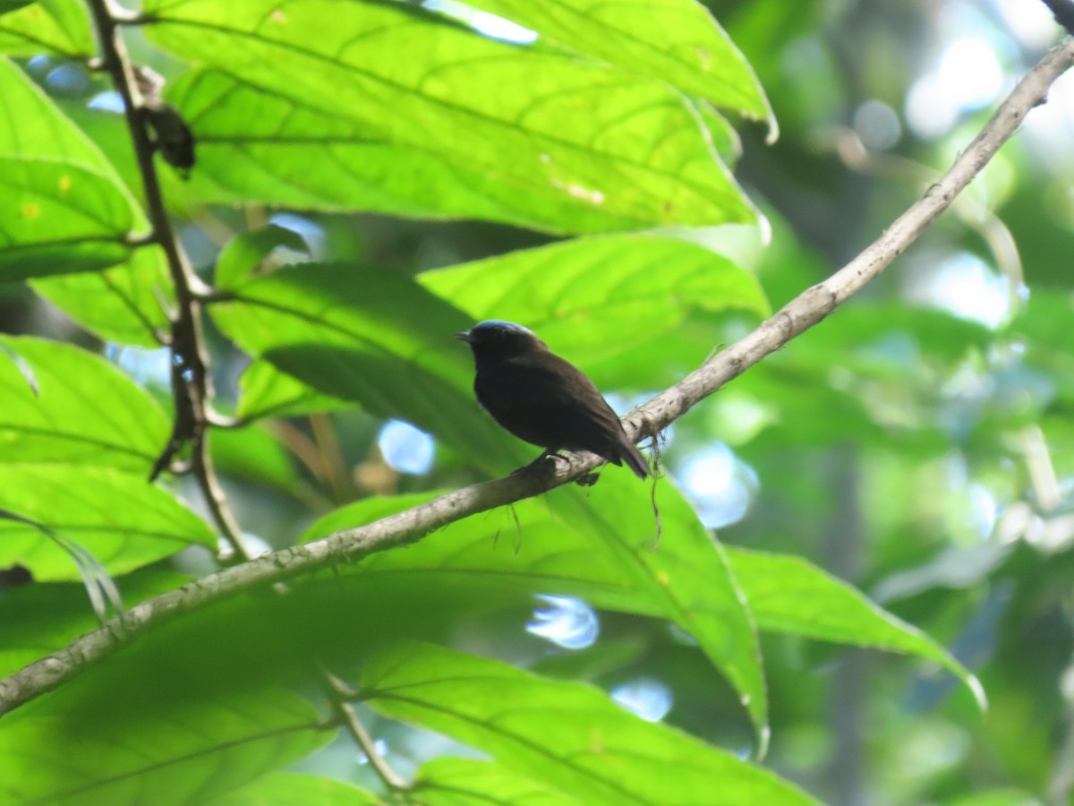 Blue-capped Manakin - ML644230282