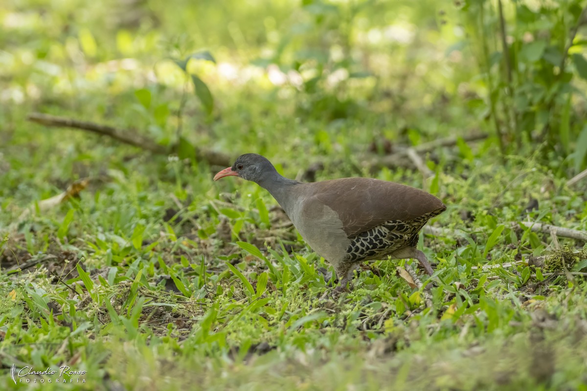 Tataupa Tinamou - ML644230284