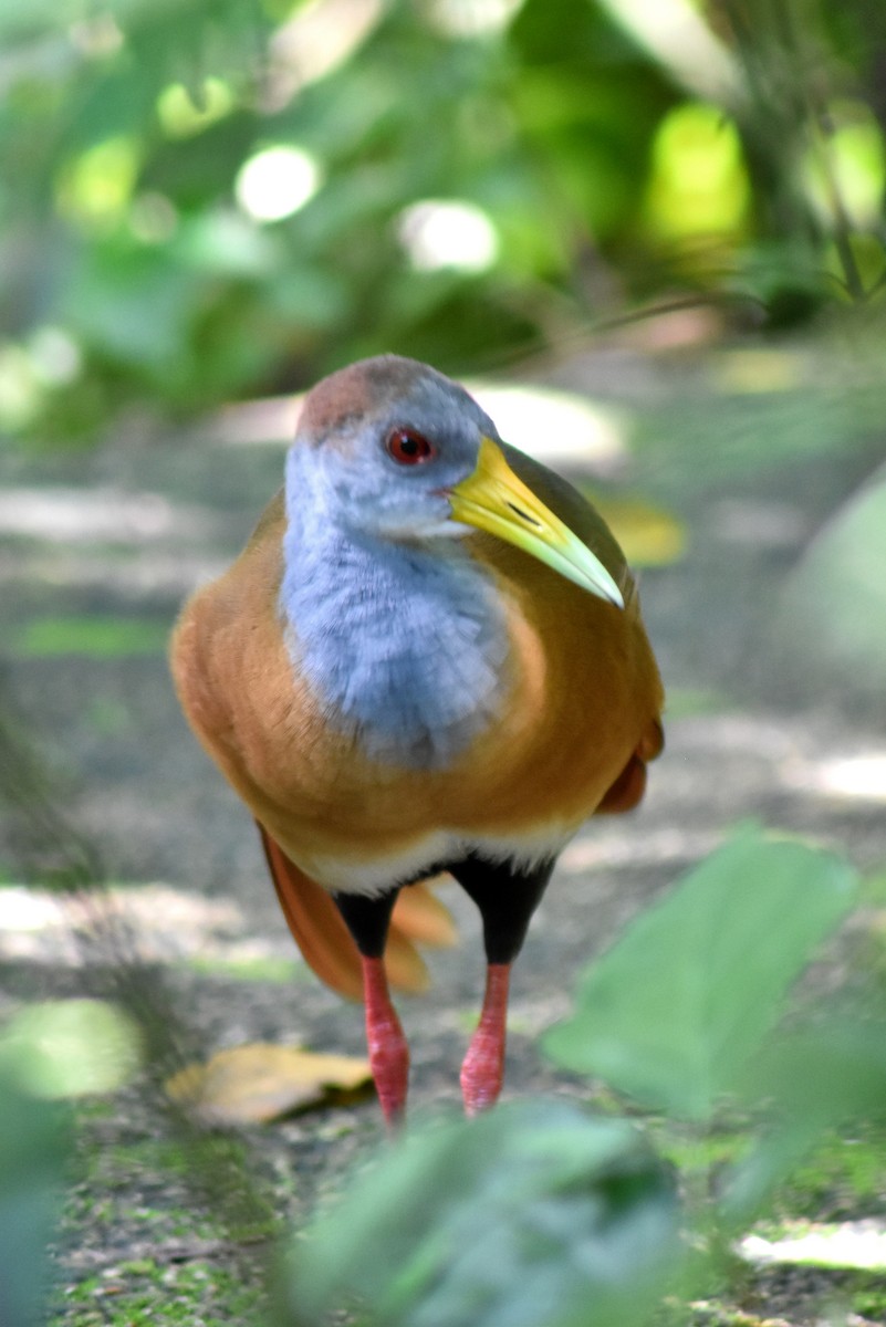 Russet-naped Wood-Rail - ML644230285