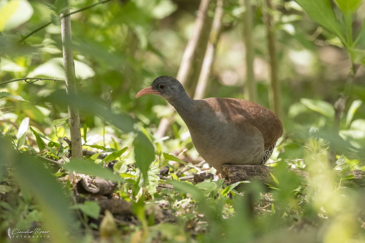 Tataupa Tinamou - ML644230286