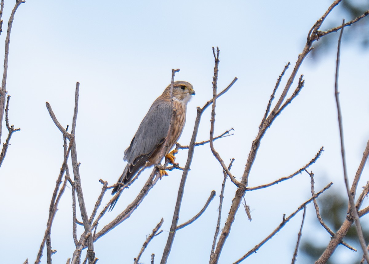 Merlin - ML644230324