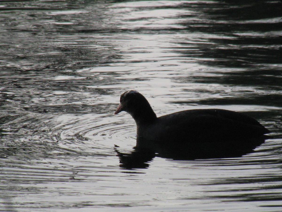 Eurasian Coot - ML644230333