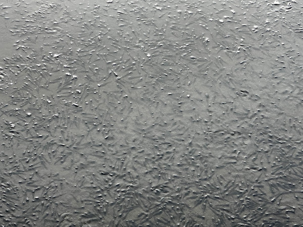 Ray-finned Fishes - ML644230336