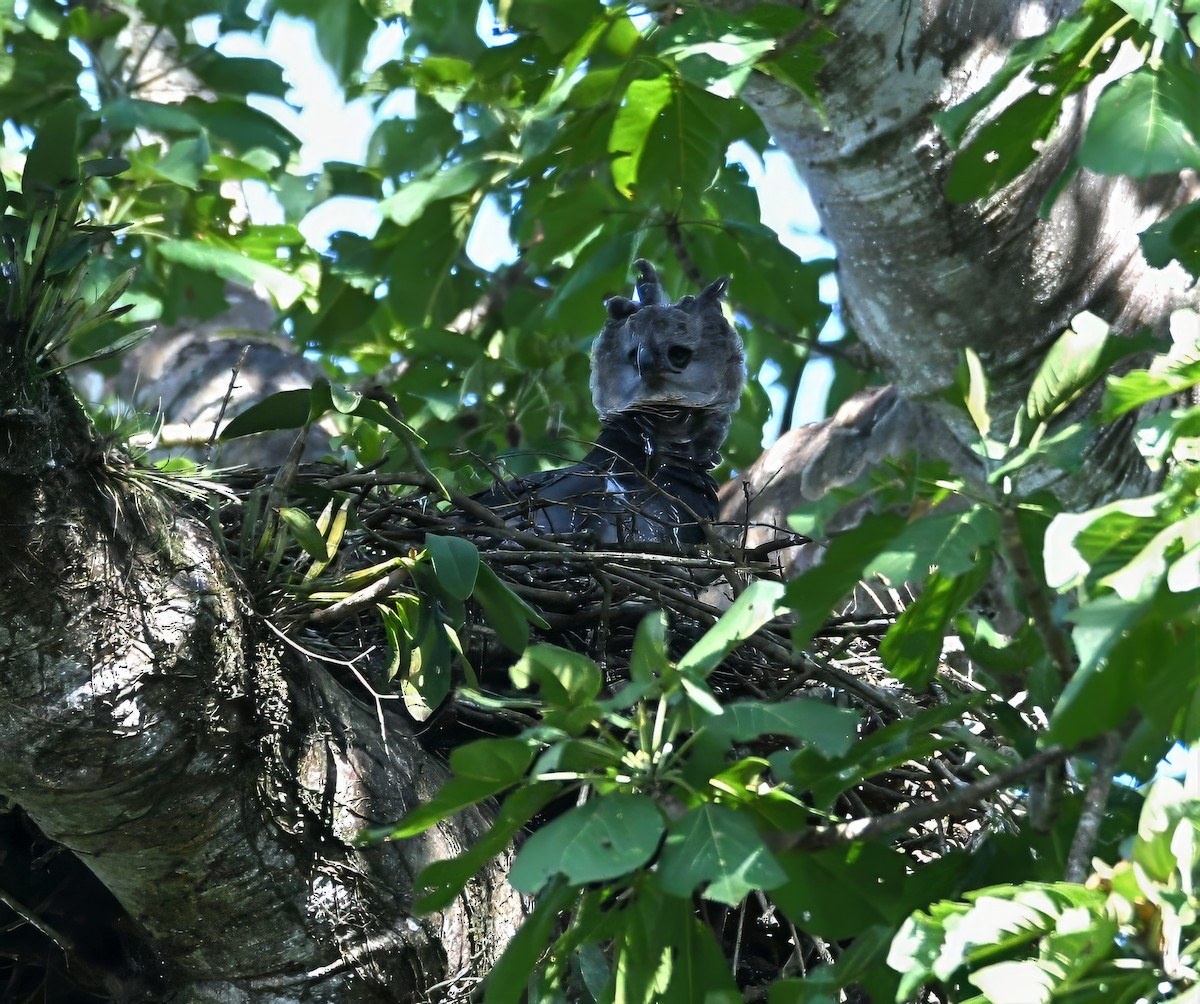 Harpie féroce - ML644230337