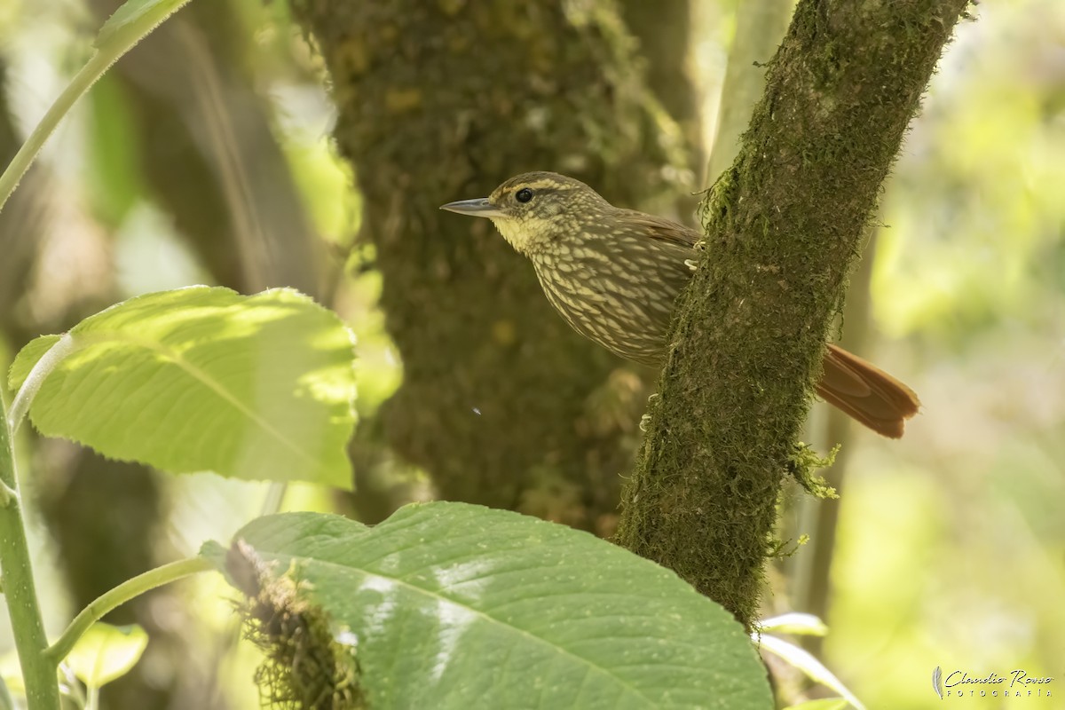 Buff-browed Foliage-gleaner - ML644230339