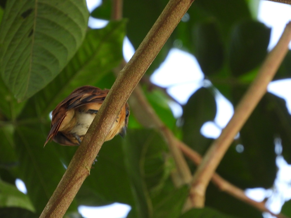 ニッケイカザリドリモドキ - ML644230346