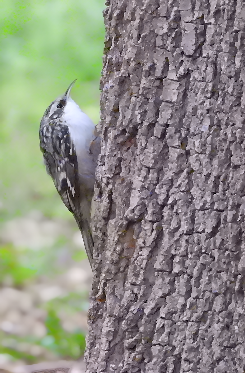 šoupálek americký - ML644230353