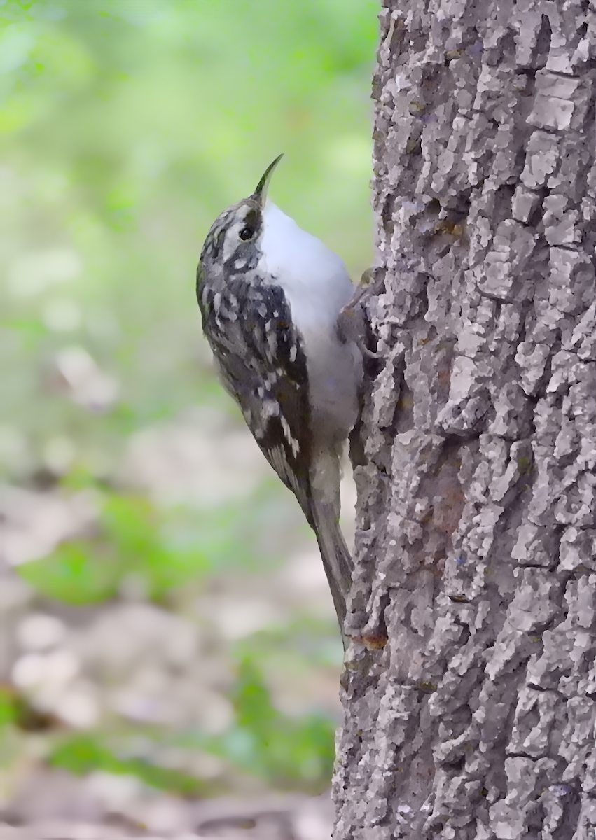 šoupálek americký - ML644230354