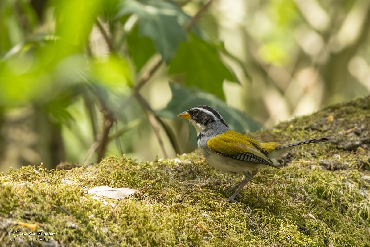 Moss-backed Sparrow - ML644230365