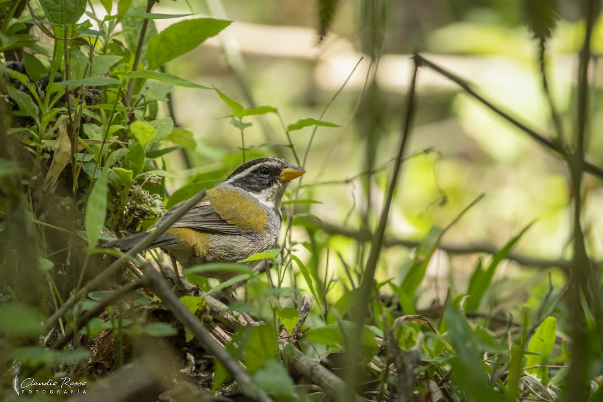 Moss-backed Sparrow - ML644230366