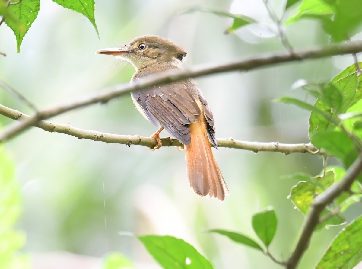 Tropical Royal Flycatcher - ML644230368