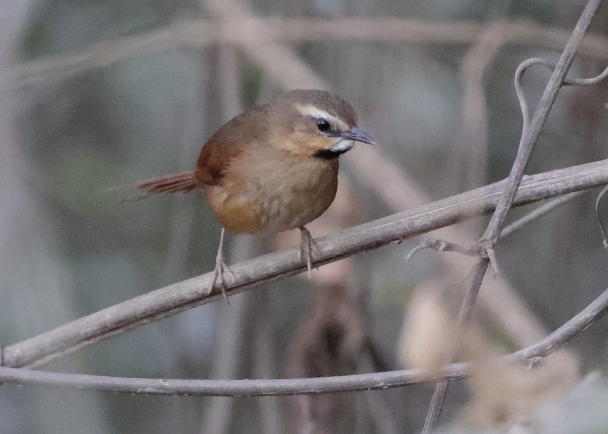 Ochre-cheeked Spinetail - ML644230369