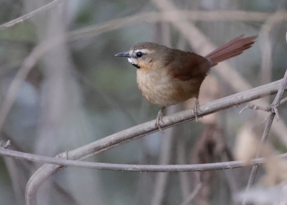 Ochre-cheeked Spinetail - ML644230370