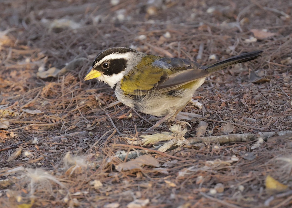 Moss-backed Sparrow - ML644230379