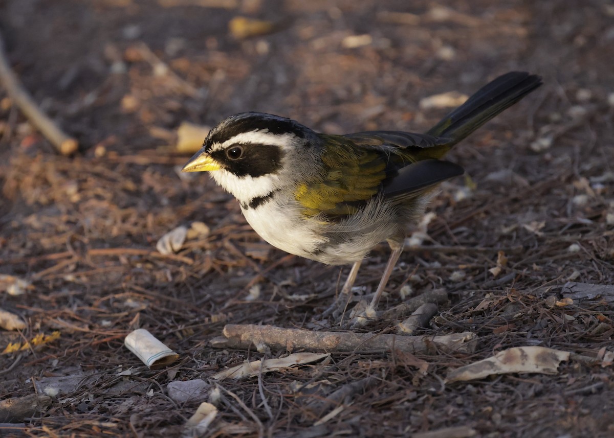 Moss-backed Sparrow - ML644230380