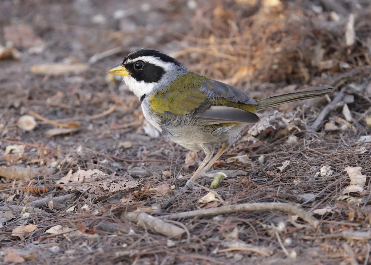 Moss-backed Sparrow - ML644230381