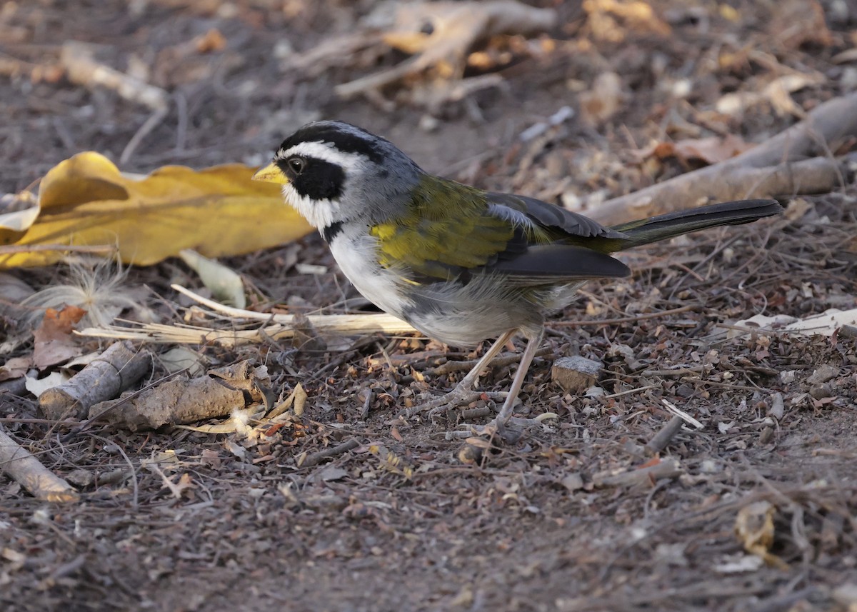 Moss-backed Sparrow - ML644230382