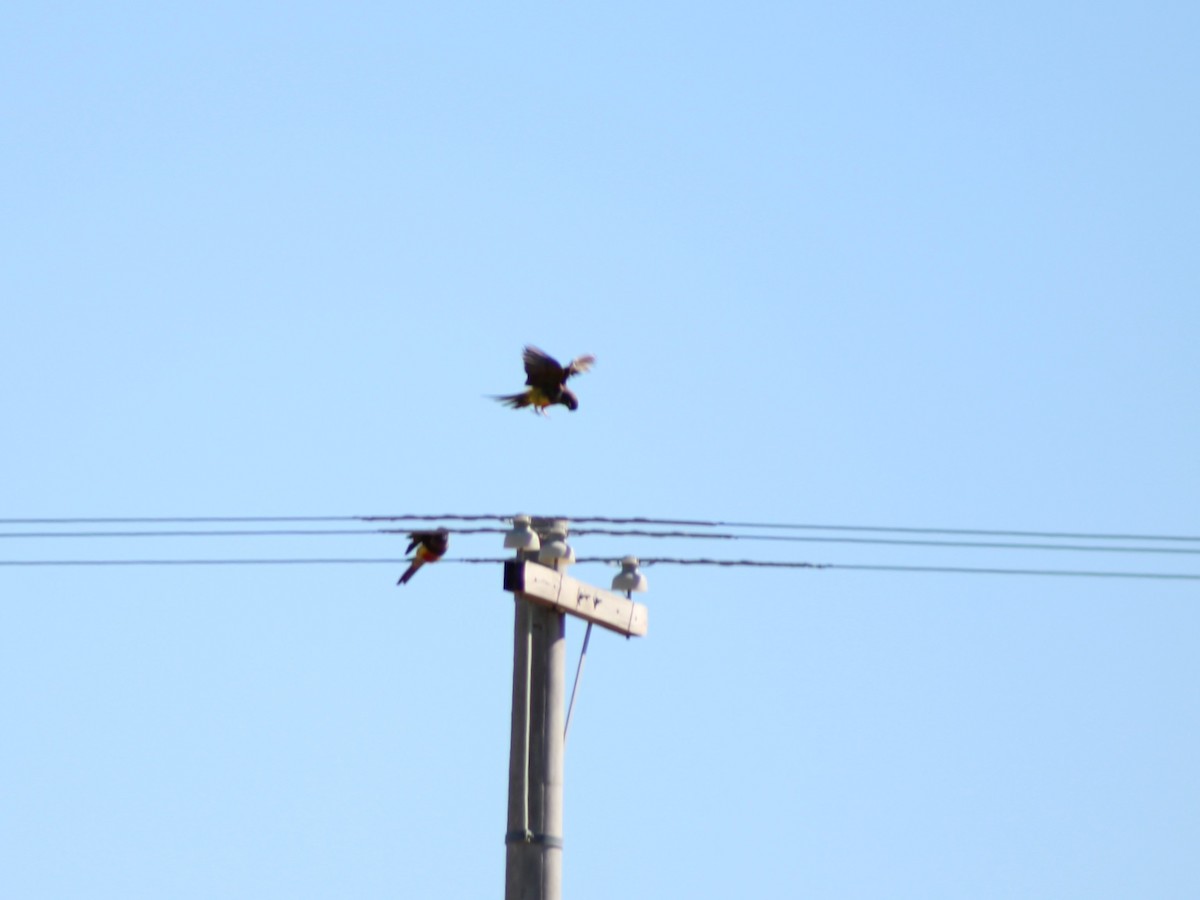 イワインコ - ML644230401