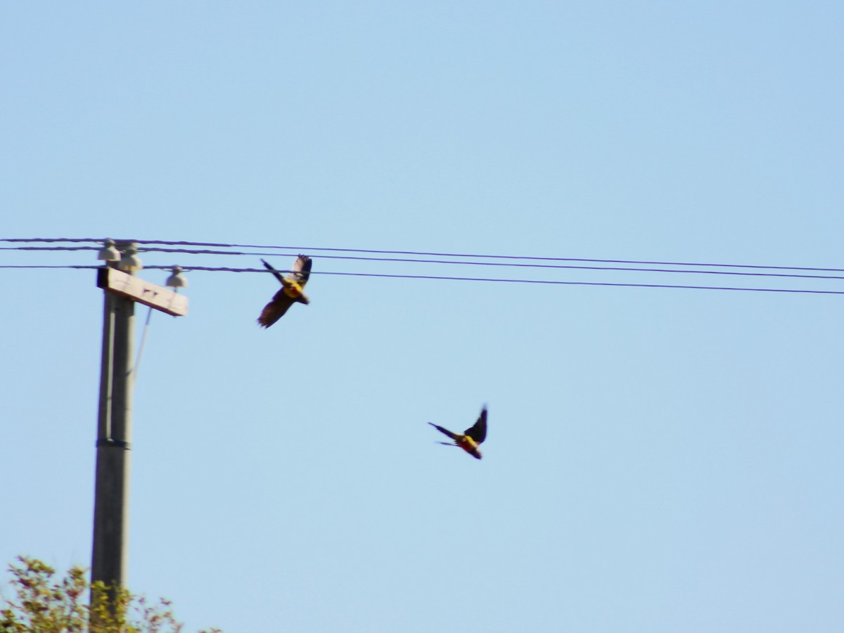 イワインコ - ML644230402