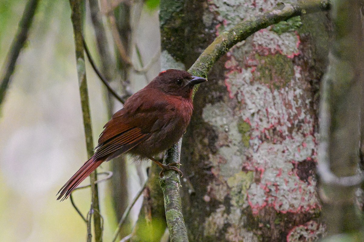 Red-crowned Ant-Tanager - ML644230403