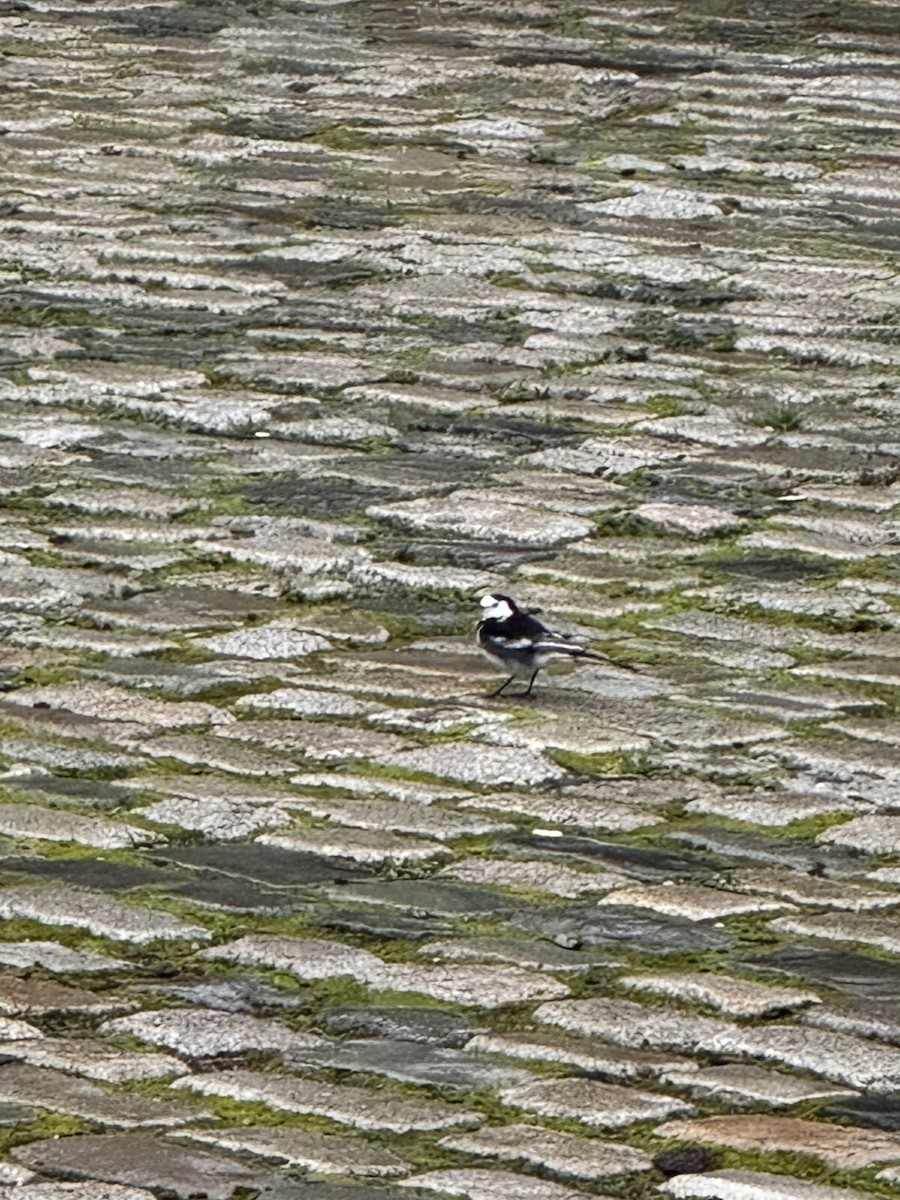 White Wagtail - ML644230424