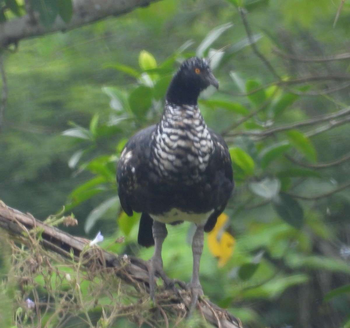 Horned Screamer - ML644230426