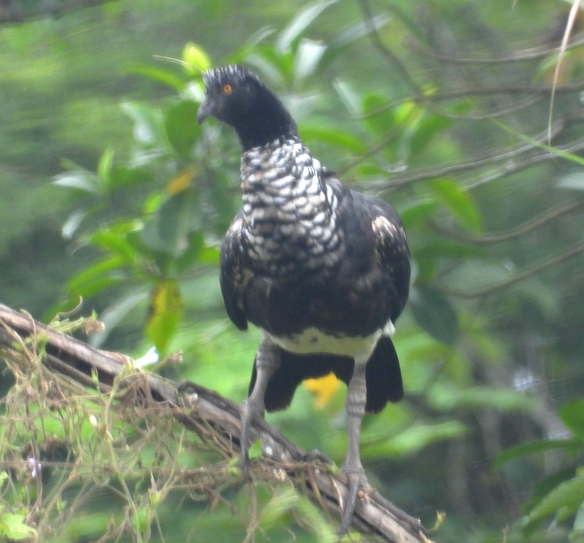 Horned Screamer - ML644230427