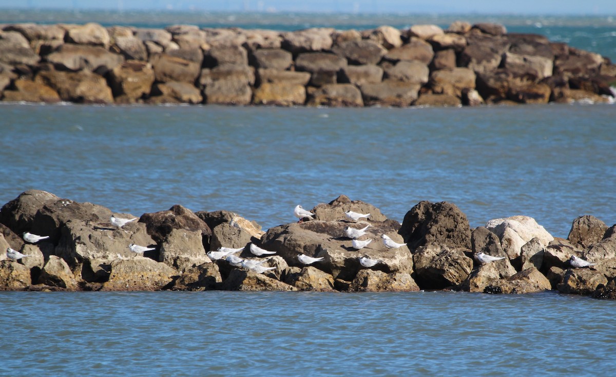 Sandwich Tern - ML644230428