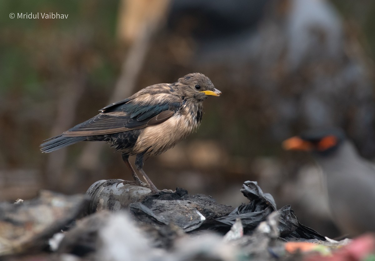 Rosy Starling - ML644230430