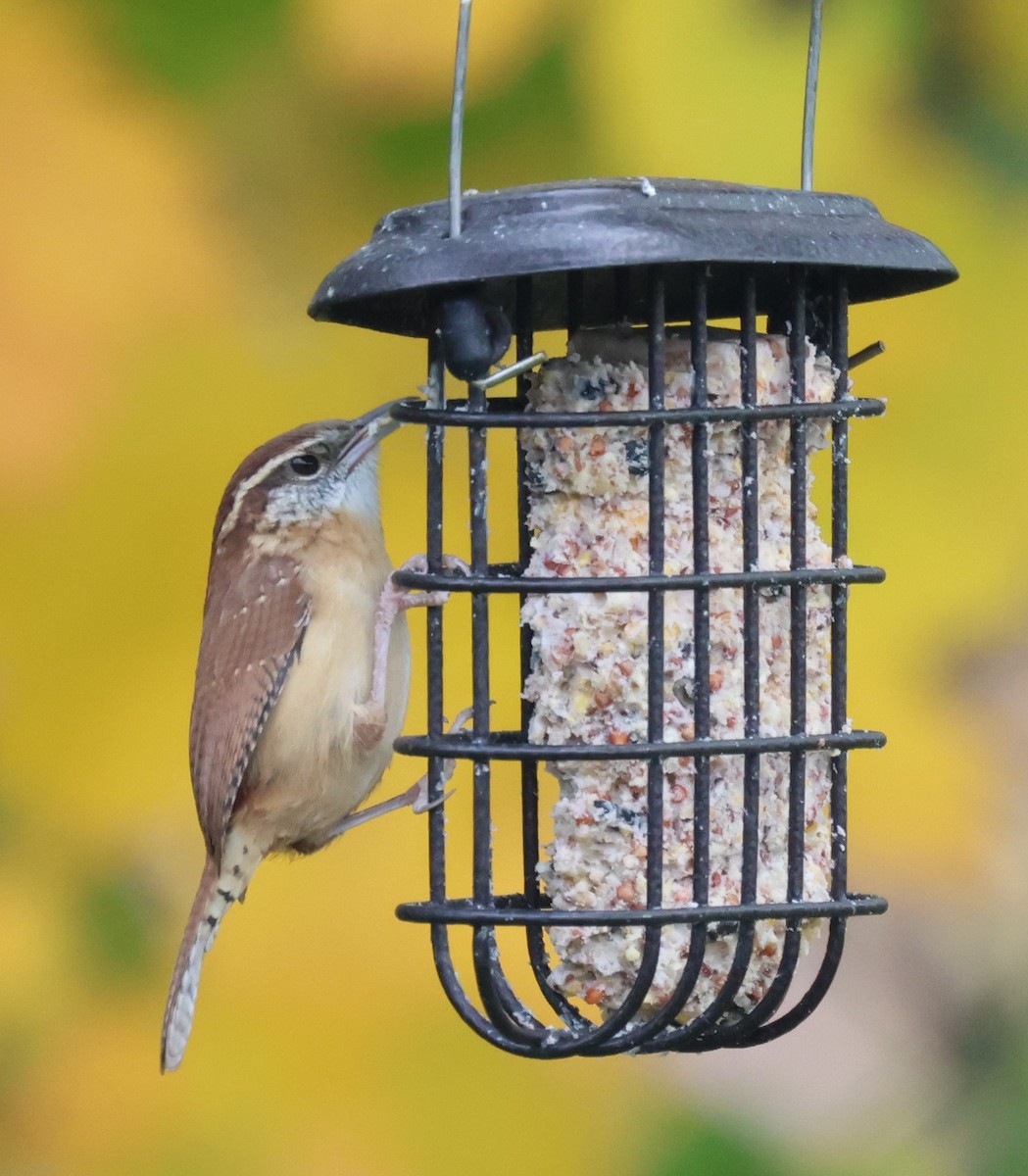 Carolina Wren - ML644230437