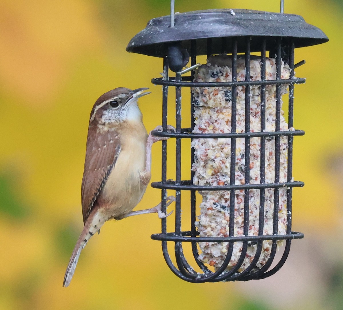 Carolina Wren - ML644230442