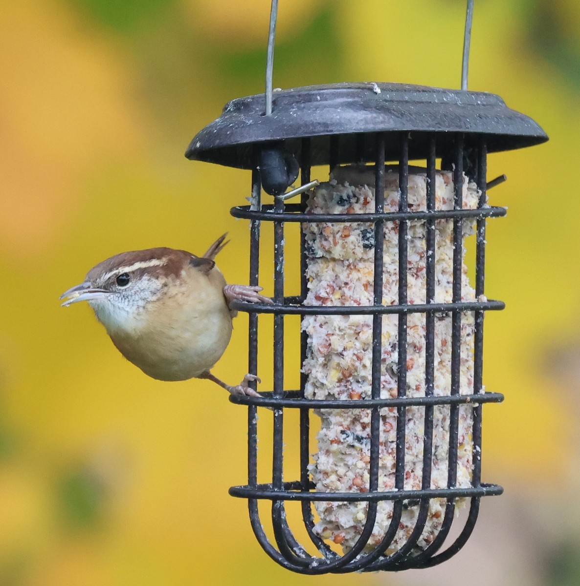 Carolina Wren - ML644230444