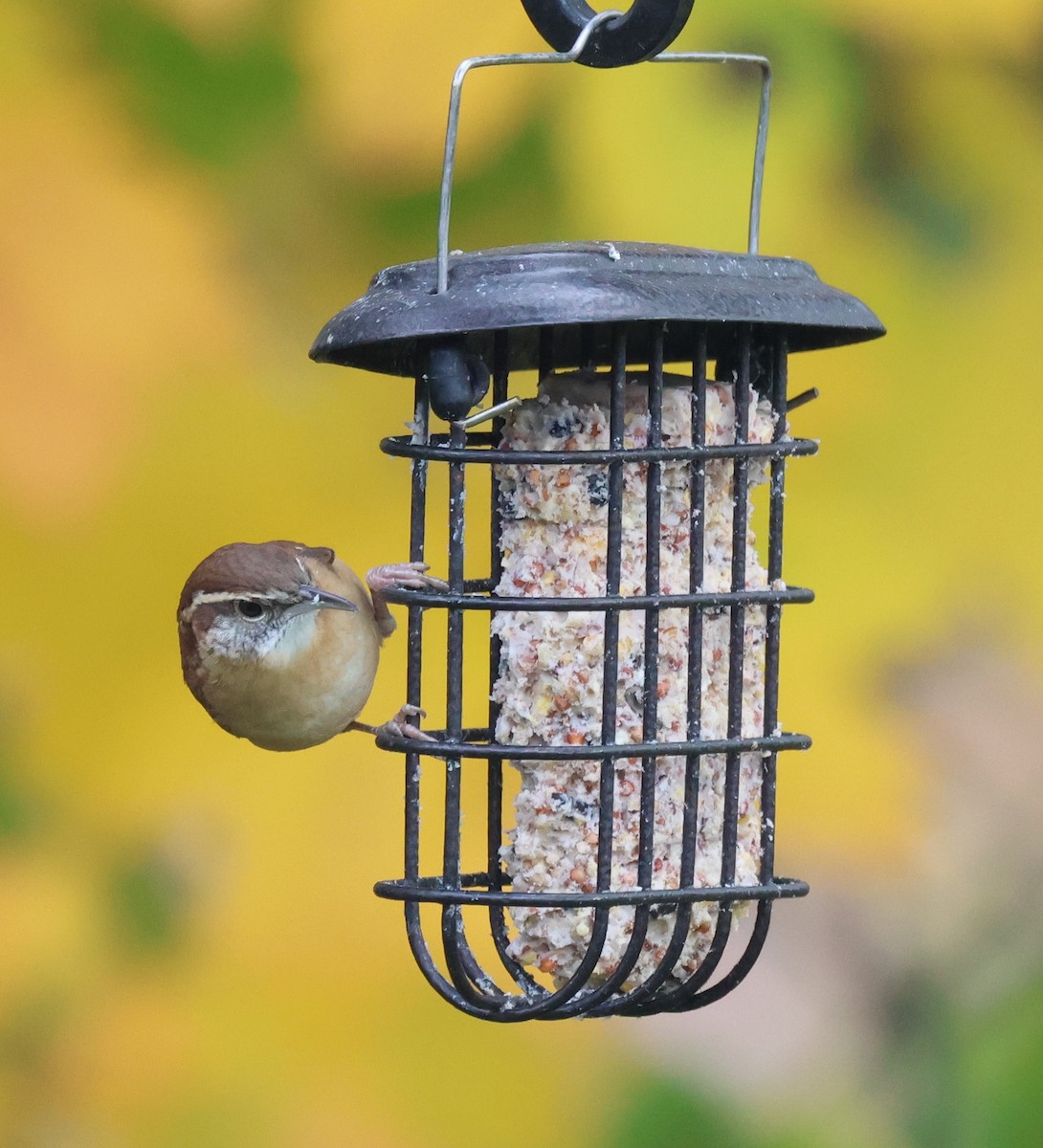 Carolina Wren - ML644230447