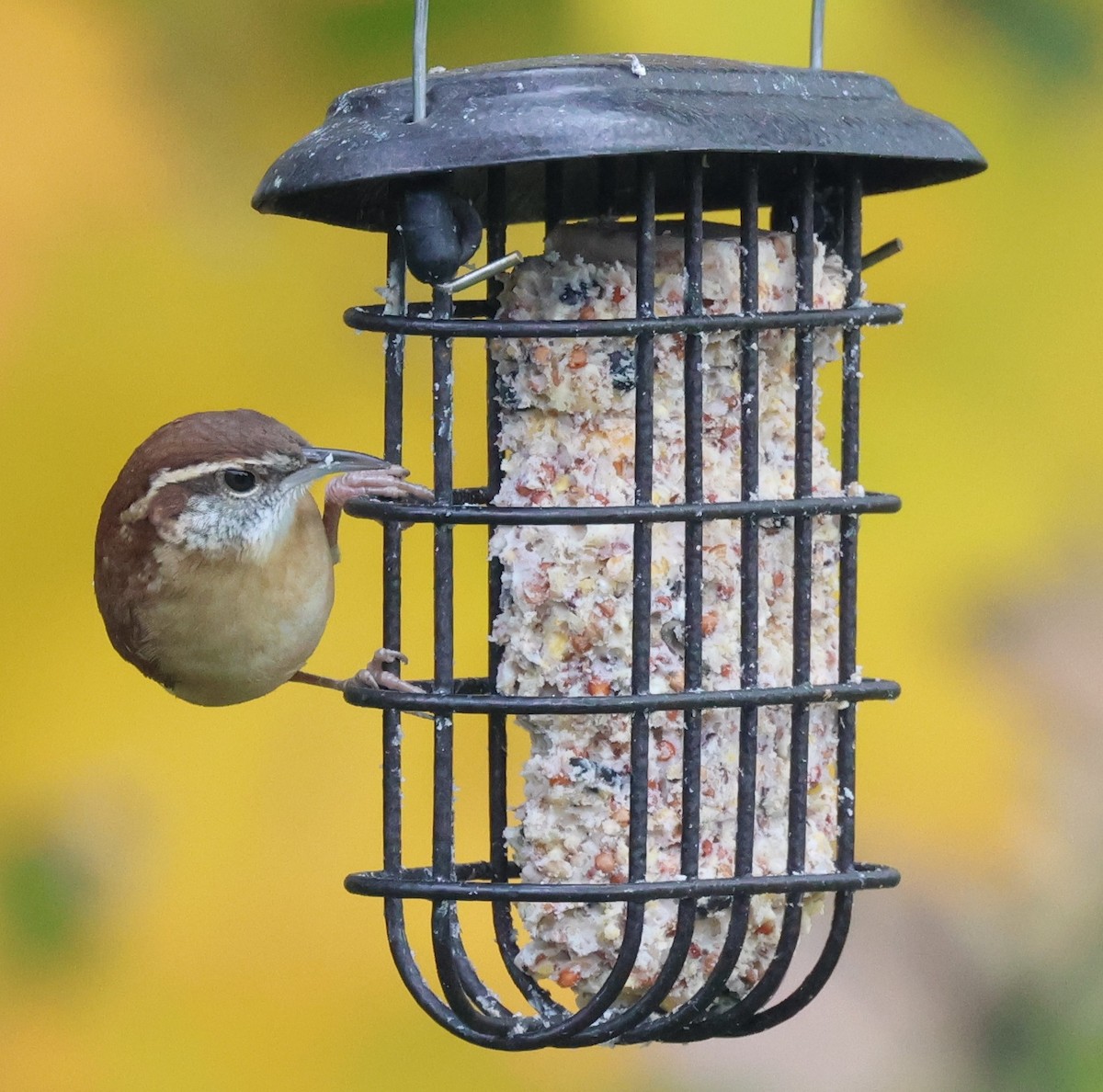 Carolina Wren - ML644230449